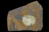 Fossil Winged Walnut (Juglandaceae) Fruit - North Dakota #133039-1